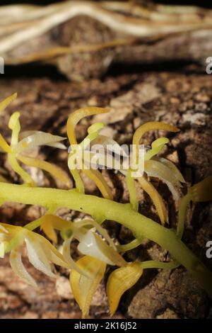 Nahaufnahme der Blüten der neototypischen Orchidee Notylia pittieri Stockfoto