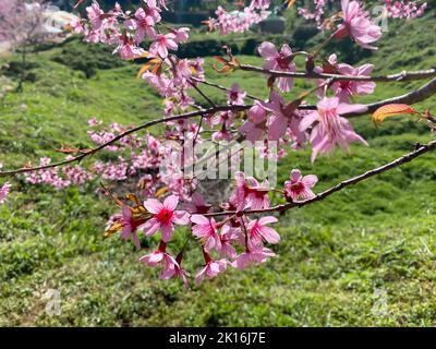 Phaya Suea Krong Blume oder Prunus Cerasoides Blume oder Königin Tiger Blume oder genannt Kirschblüten Thailand blühen, um die Wintersaison in zu begrüßen Stockfoto