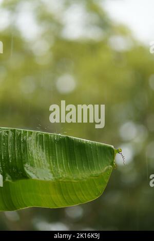 Regen fällt auf ein einziges Bananenblatt Stockfoto
