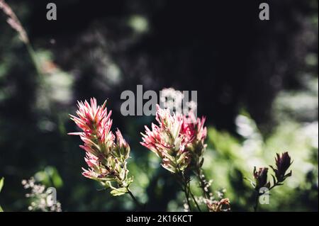 Indischer Pinsel blüht auf einem Bergpfad im Glacier National Park, Montana. Stockfoto