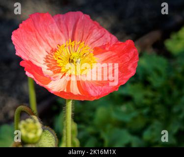 Ein einziger roter Mohn in Nahaufnahme, der im Sonnenlicht des Nachmittags gebadet wurde Stockfoto