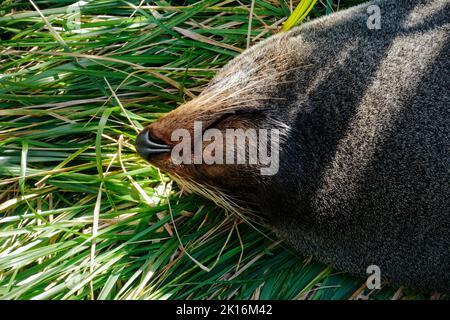 Ohau Point Seal Colony, eine neuseeländische Pelzrobbe, die auf Felsen schläft, Kaikoura, Neuseeland. Stockfoto