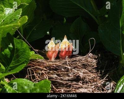 Zwei Amsel-Küken im Nest mit Kopf nach oben und Schnabel öffnen sich und flehen nach Nahrung. Stockfoto