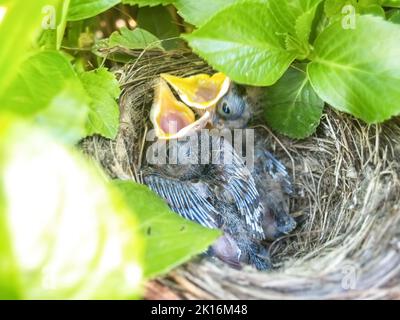 Zwei Amsel-Küken im Nest mit Kopf bis neue Federn wachsen und Schnäbel offen flehend für Nahrung. Stockfoto