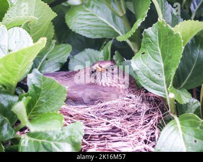 Schwarzvogelhuhn auf Nest, umgeben von grünem Hortensienbelaub Stockfoto