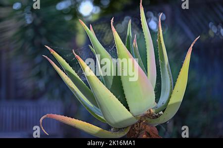 Ein schöner alter Kaktus (Cactaceae) als Zierpflanze, Silicon Valley CA Stockfoto