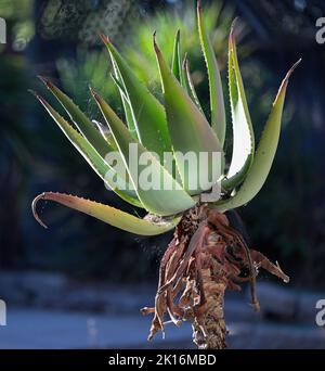 Ein schöner alter Kaktus (Cactaceae) als Zierpflanze, Silicon Valley CA Stockfoto