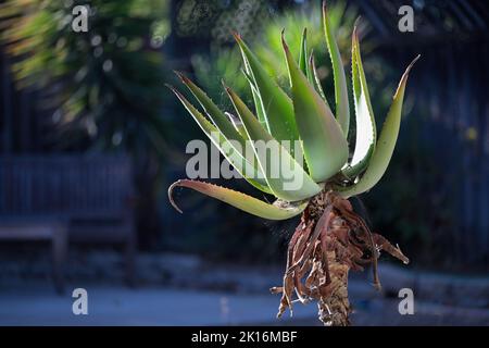 Ein schöner alter Kaktus (Cactaceae) als Zierpflanze, Silicon Valley CA Stockfoto