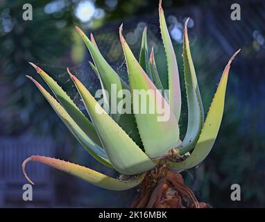 Ein schöner alter Kaktus (Cactaceae) als Zierpflanze, Silicon Valley CA Stockfoto