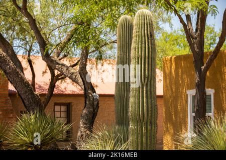 Kaktus-gerahmte Ansicht der historischen Innenstadt von Tubac, Arizona, USA. Stockfoto
