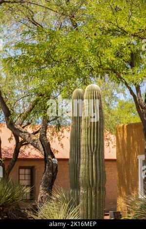 Kaktus-gerahmte Ansicht der historischen Innenstadt von Tubac, Arizona, USA. Stockfoto