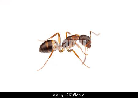 Zimmermann Ant (Camponotus subarbatus) isoliert auf weißem Hintergrund. Stockfoto