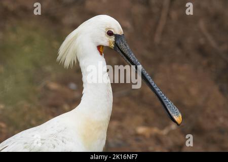 Eurasische Löffler (Platalea Leucorodia) Stockfoto