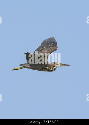 Gestreifte Reiher (Butorides striata) in Kutch, Gujarat, Indien Stockfoto