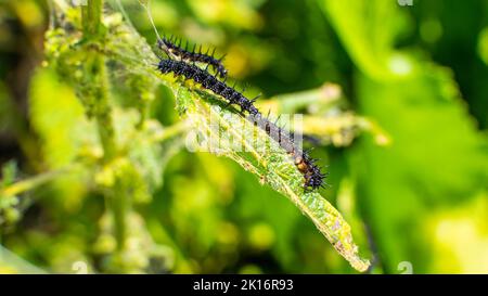 Viele schwarze Raupen des Pfauenschmetterlings auf Nesseln aus der Nähe, verschwommener Hintergrund. Eine schwarze Raupe mit Stacheln und weißen Punkten frisst das l Stockfoto