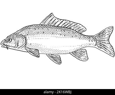 Karikatur-Linienzeichnung eines eurasischen oder europäischen Karpfens, Cyprinus carpio oder eines in Nordamerika endemischen Karpfenfischs mit Halbtonpunkt Stockfoto