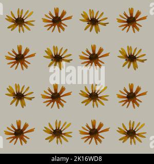 Muster aus getrockneten gepressten Blumen beige Hintergrund. Botanische Elemente für Scrapbooking oder Dekorationskunst Stockfoto