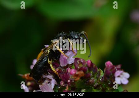 Eine nasse Wespe auf blühendem Oregano Stockfoto