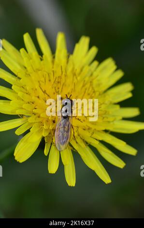 Ein geflügeltes Insekt auf einer rauhen Weißbart-Blume Stockfoto