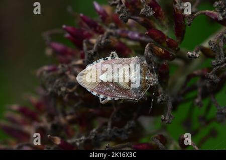 Ausgewachsener Carpocoris purreipennis, Schildwanzen Stockfoto