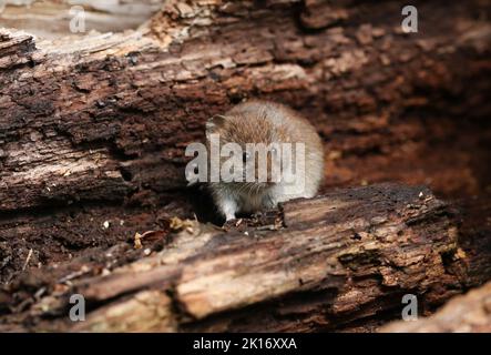 Eine niedliche, wilde Bankmaus, Myodes glareolus, die in einem Holzhaufen nach Nahrung jage. Stockfoto