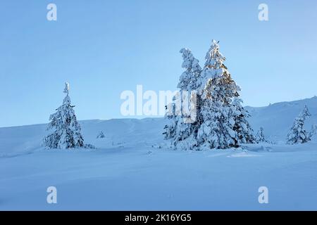 Schöne Gefrorene Bäume mit viel Schnee auf dem Berg Hügel bedeckt Stockfoto