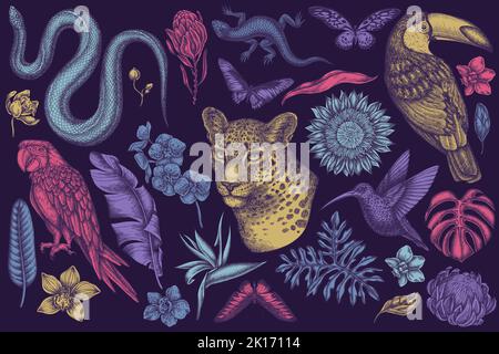 Handgezeichnete Vektor-Illustrationen für tropische Tiere. Stilisierter Leopard, Schlange, Eidechse, Kolibri, Tukan, Scharlachrote Ara, Rajah brooke's Stock Vektor