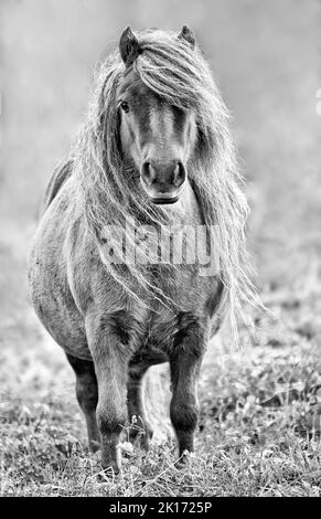 Shetland Pony in Schwarz-Weiß auf einer Koppel, mit direktem Blick in die Kamera, Shetland Island, Schottland, Großbritannien Stockfoto