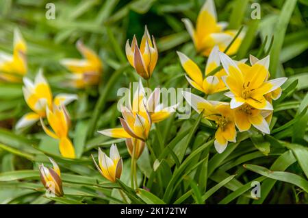 Nahaufnahme der Sternenmöwe (Tulipa urumiensis) Stockfoto