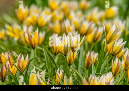 Nahaufnahme der Sternenmöwe (Tulipa urumiensis) Stockfoto
