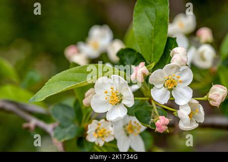 Nahaufnahme von Blumen eines Miniatur-Apfelbaums (Malus domestica) Stockfoto