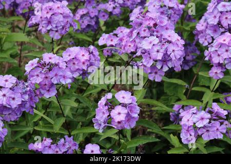 Polemoniaceae oder Phlox mit kleinen hübschen lila rosa Blüten und Laub Stockfoto