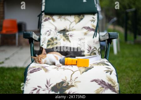 Zwei Katzen, Ingwer und Schwarz, liegen auf einem Stuhl im Hof vor dem Haus, ruhen sich aus und genießen sich Stockfoto