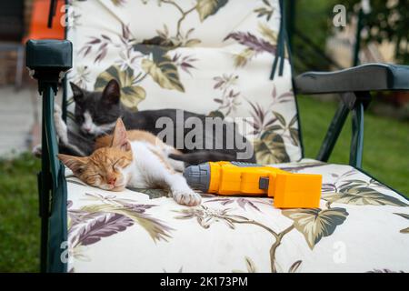 Zwei Katzen, Ingwer und Schwarz, liegen auf einem Stuhl im Hof vor dem Haus, ruhen sich aus und genießen sich Stockfoto