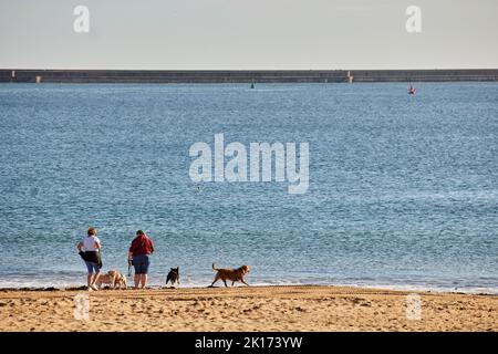 Hundewanderer auf Littlehaven Beach South Shields Stockfoto