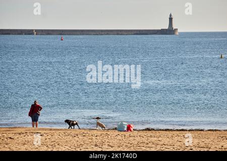 Hundewanderer auf Littlehaven Beach South Shields Stockfoto