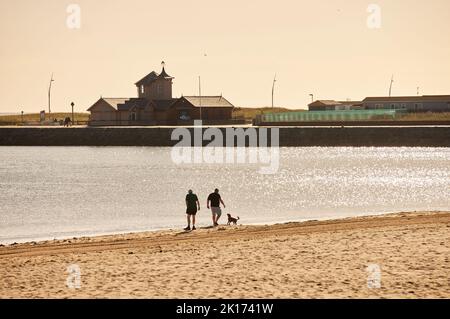 Hundewanderer auf Littlehaven Beach South Shields Stockfoto