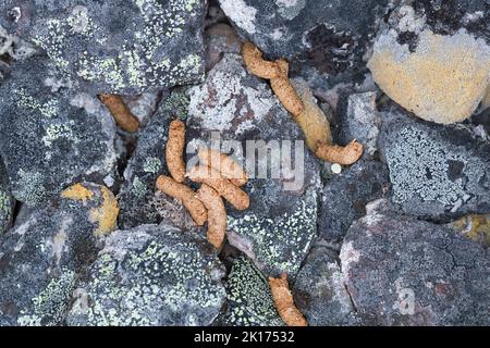 Alpen-Schneeehuhn, Alpenschnehuhn, Schneeehuhn, Kot, Losung, Gestüber, Lagopus muta, Lagopus mutus, Schneehuhn, Felsenschneehuhn, Le Lagopède alpin Stockfoto