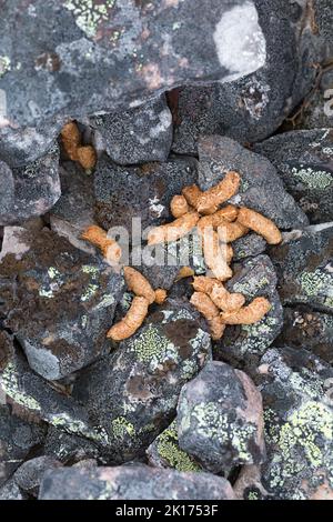 Alpen-Schneeehuhn, Alpenschnehuhn, Schneeehuhn, Kot, Losung, Gestüber, Lagopus muta, Lagopus mutus, Schneehuhn, Felsenschneehuhn, Le Lagopède alpin Stockfoto