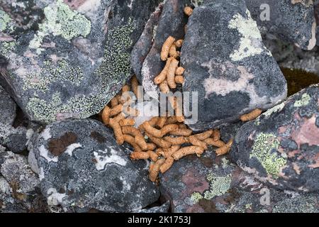 Alpen-Schneeehuhn, Alpenschnehuhn, Schneeehuhn, Kot, Losung, Gestüber, Lagopus muta, Lagopus mutus, Schneehuhn, Felsenschneehuhn, Le Lagopède alpin Stockfoto