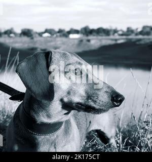 Schwarz-weißes Porträt eines Jagdhundes. Kopf des glattschhaariden Dachshunds aus der Nähe Stockfoto