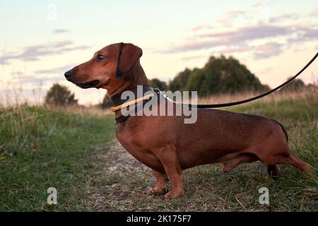 Männlicher Miniatur-rothaariger Dackel an der Leine Stockfoto