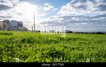 Brighton UK 16. September 2022 - auf dem Hove Rasen in Brighton ist das Gras wieder grün geworden, nachdem sich der Regen vor kurzem erholt hat. Monate ohne Regen während der sommerlichen Hitzewelle und Dürre hatten das Gras gelb ausgetrocknet, aber es ist jetzt wieder grün . : Credit Simon Dack / Alamy Live News Stockfoto