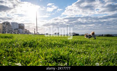 Brighton UK 16. September 2022 - dieser Hund genießt es, auf Hove Rasen zu laufen, wo das Gras in Brighton wieder grün geworden ist, nachdem der Regen vor kurzem dazu beigetragen hat, sich zu erholen. Monate ohne Regen während der sommerlichen Hitzewelle und Dürre hatten das Gras gelb ausgetrocknet, aber es ist jetzt wieder grün . : Credit Simon Dack / Alamy Live News Stockfoto