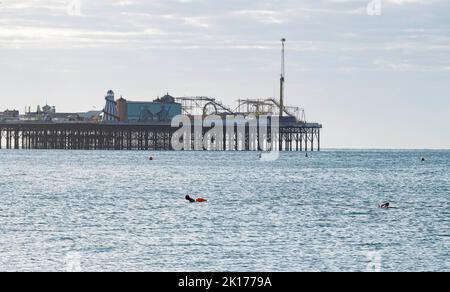 Brighton UK 16. September 2022 - früh morgens schwimmen Schwimmer an einem hellen sonnigen, aber kühlen Tag in Brighton, da die Temperaturen in den nächsten Tagen in Großbritannien voraussichtlich sinken werden : Credit Simon Dack / Alamy Live News Stockfoto