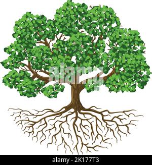 Baum des Lebens. Natürlich wachsender Baum mit grünen Blättern und Wurzeln, biologische isolierte Vektorgrafik Stock Vektor