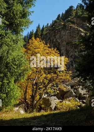 Herbst in den Bergen. Ein vergilbter Baum vor dem Hintergrund von Felsen. Sonniges, klares Wetter in den Bergen. goldene Herbstzeit Stockfoto