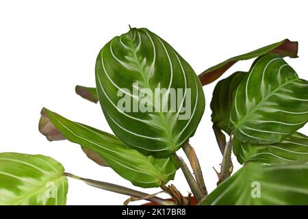 Blatt der exotischen 'Maranta Leuconeura Cat Moustache'-Zimmerpflanze auf weißem Hintergrund. Auch „Maranta Noid“ genannt. Stockfoto