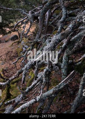 Seitenansicht der alten Eibenwurzeln. Stockfoto