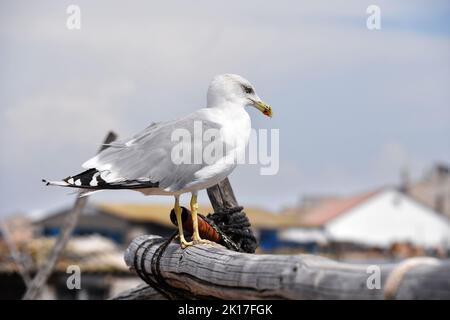 Pointe Courte - Sète - Hérault - Frankreich Stockfoto